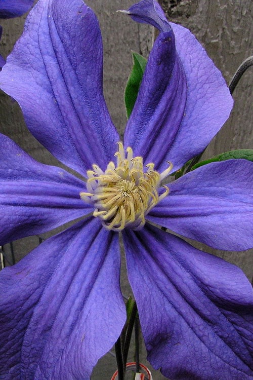  Durandii Clematis - 1 Gallon Pot