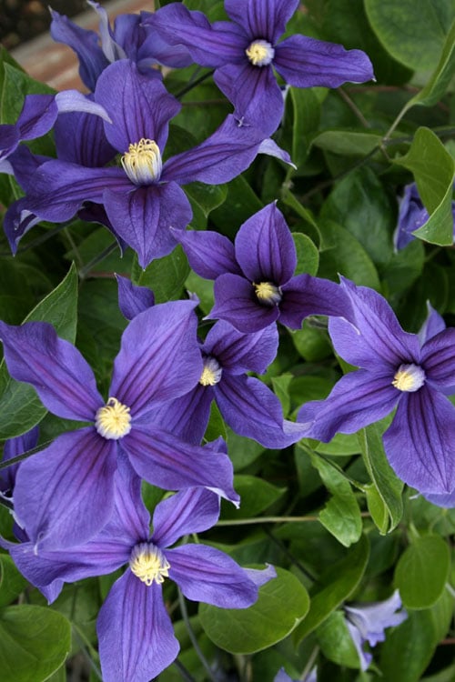  Durandii Clematis - 1 Gallon Pot