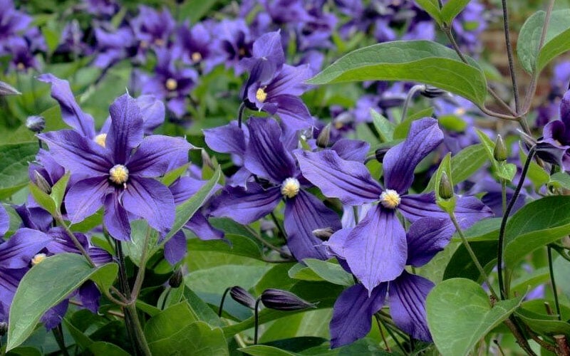  Durandii Clematis - 1 Gallon Pot