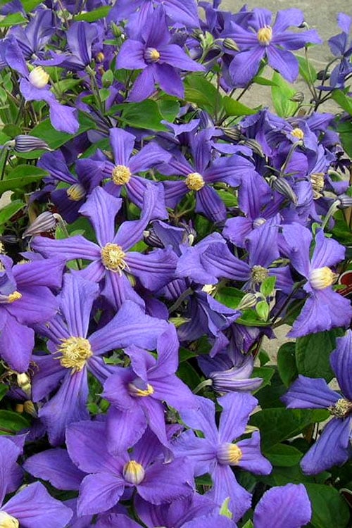  Durandii Clematis - 1 Gallon Pot