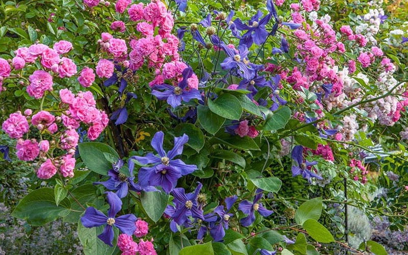  Durandii Clematis - 1 Gallon Pot