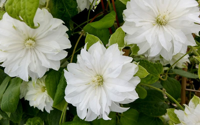  Duchess Of Edinburgh Clematis - 1 Gallon Pot