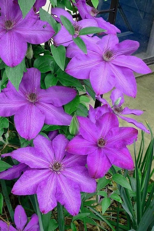  Elsa Spath Clematis - 1 Gallon Pot