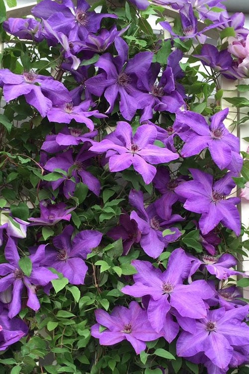  Elsa Spath Clematis - 1 Gallon Pot