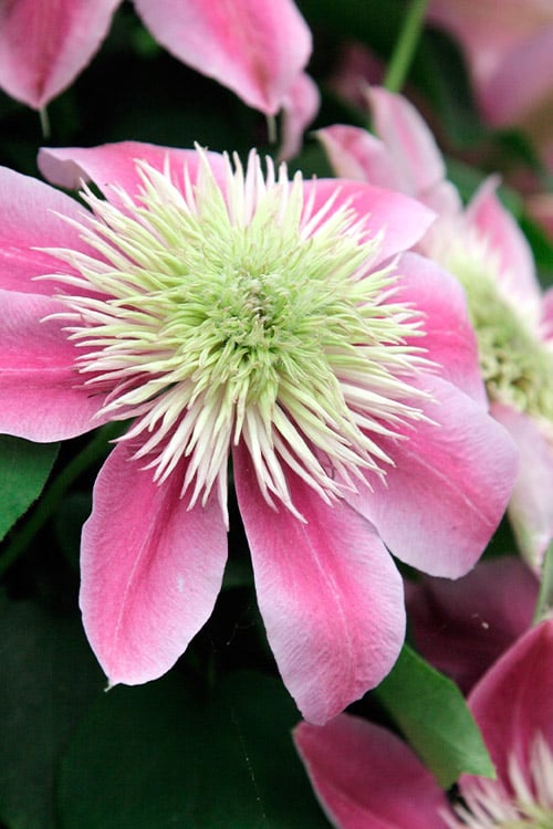  Empress Clematis - 1 Gallon Pot