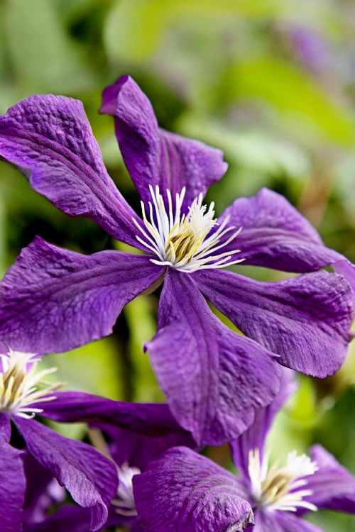  Etoile Violette Clematis - 1 Gallon Pot