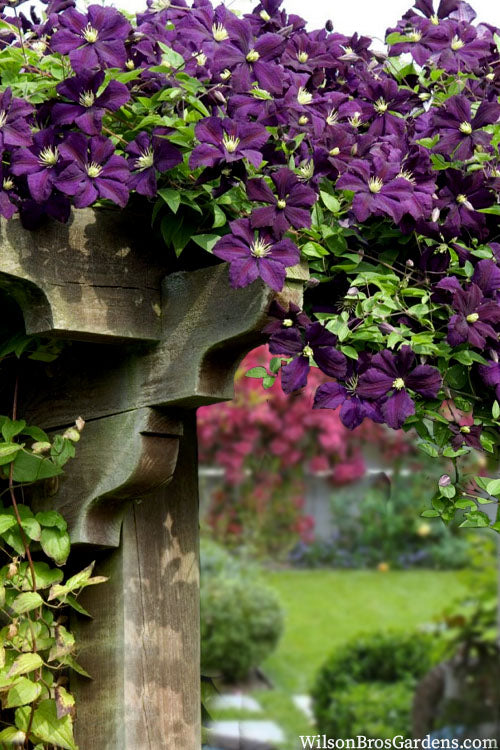 Etoile Violette Clematis - 1 Gallon Pot