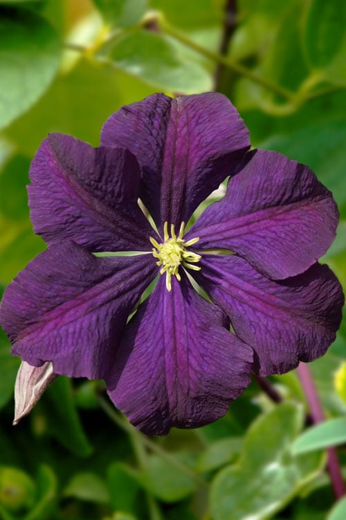  Etoile Violette Clematis - 1 Gallon Pot