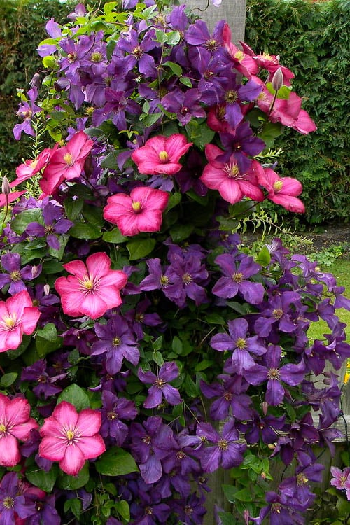  Etoile Violette Clematis - 1 Gallon Pot