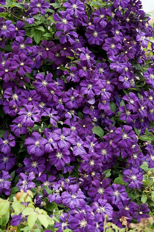 Etoile Violette Clematis - 1 Gallon Pot