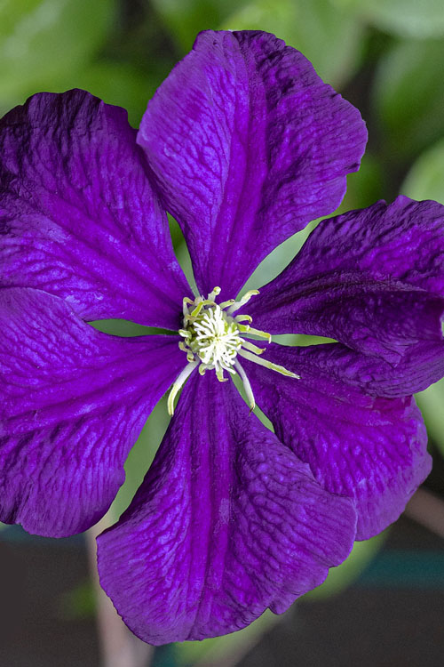  Etoile Violette Clematis - 1 Gallon Pot