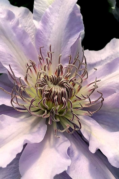  Filigree Clematis - 1 Gallon Pot