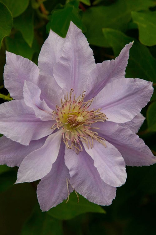  Filigree Clematis - 1 Gallon Pot