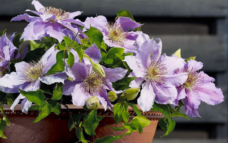  Filigree Clematis - 1 Gallon Pot