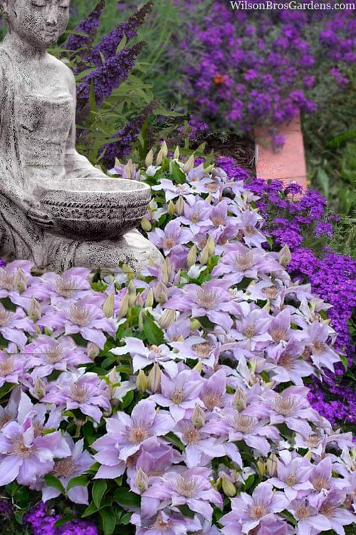 Filigree Clematis - 1 Gallon Pot