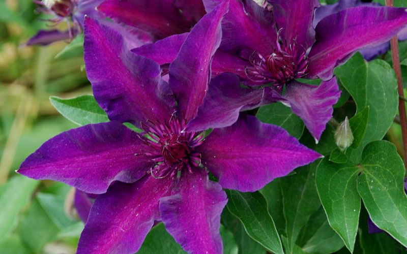  Fleuri Clematis - 1 Gallon Pot