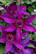  Fleuri Clematis - 1 Gallon Pot