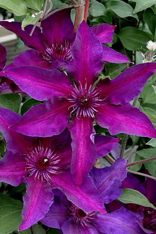  Fleuri Clematis - 1 Gallon Pot