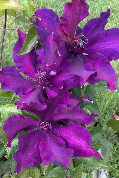  Fleuri Clematis - 1 Gallon Pot