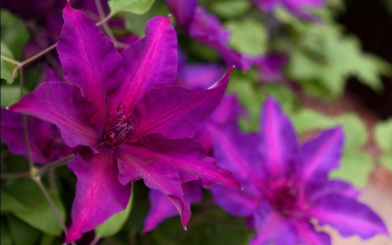  Fleuri Clematis - 1 Gallon Pot