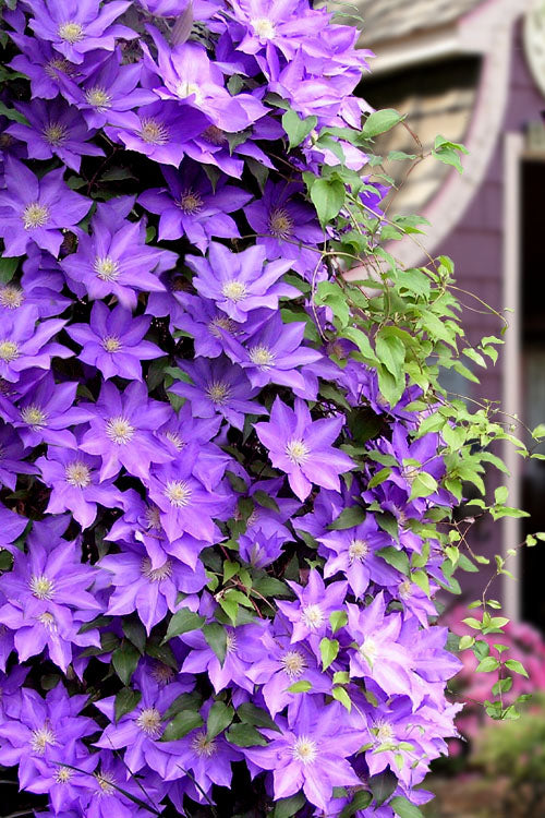  General Sikorski Clematis- 1 Gallon Pot