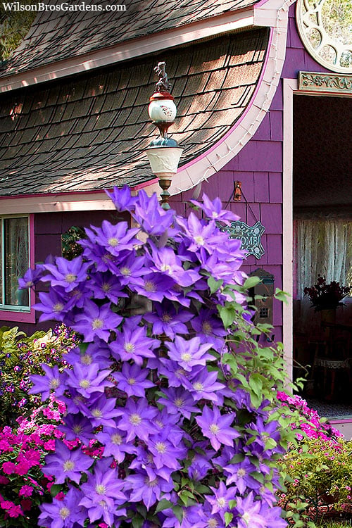  General Sikorski Clematis - 1 Gallon Pot