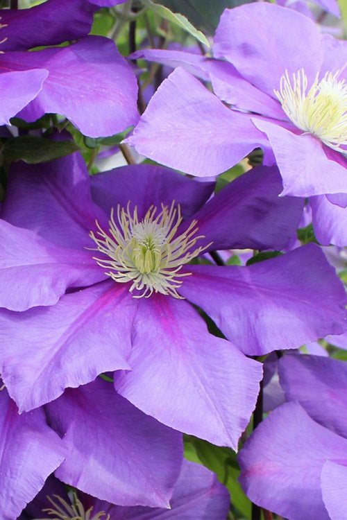  General Sikorski Clematis- 1 Gallon Pot