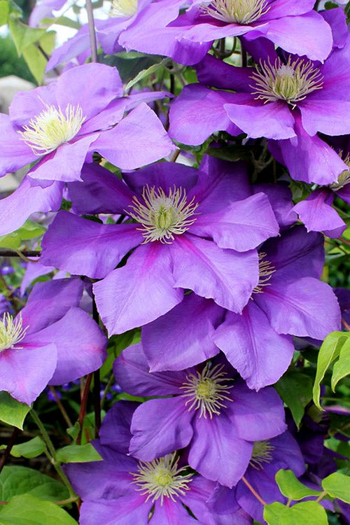  General Sikorski Clematis- 1 Gallon Pot