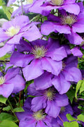  General Sikorski Clematis - 1 Gallon Pot