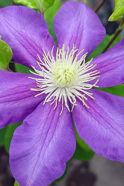  General Sikorski Clematis - 1 Gallon Pot