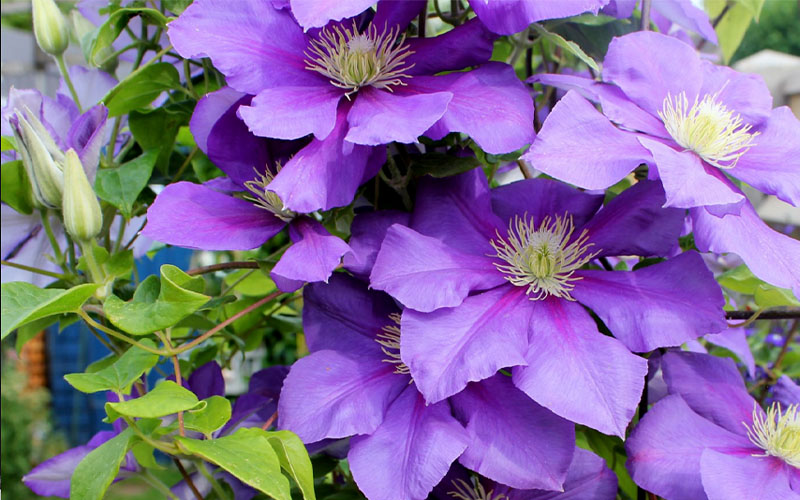  General Sikorski Clematis- 1 Gallon Pot