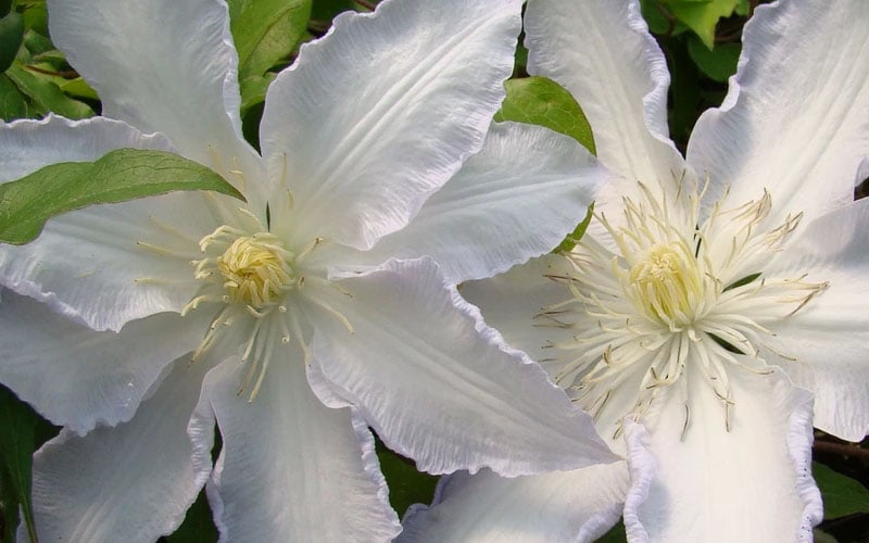  Gillian Blades Clematis - 1 Gallon Pot