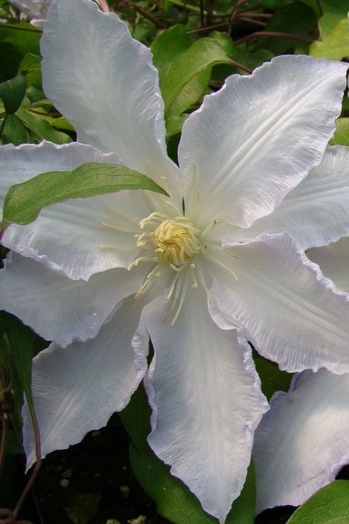  Gillian Blades Clematis - 1 Gallon Pot