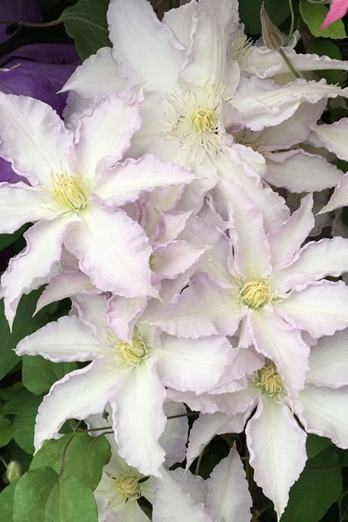  Gillian Blades Clematis - 1 Gallon Pot