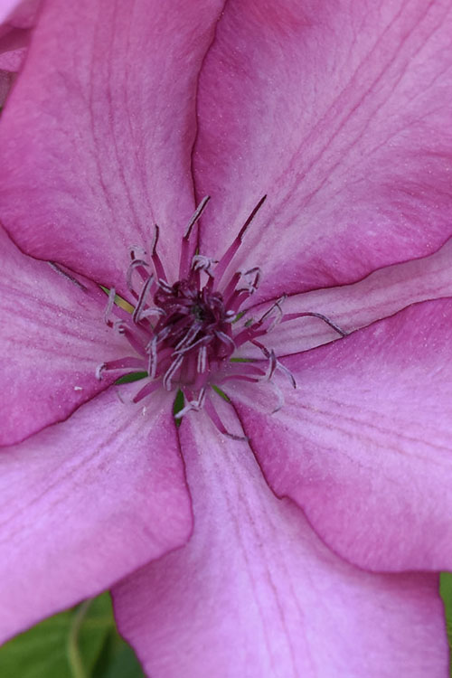  Giselle Clematis - 1 Gallon Pot