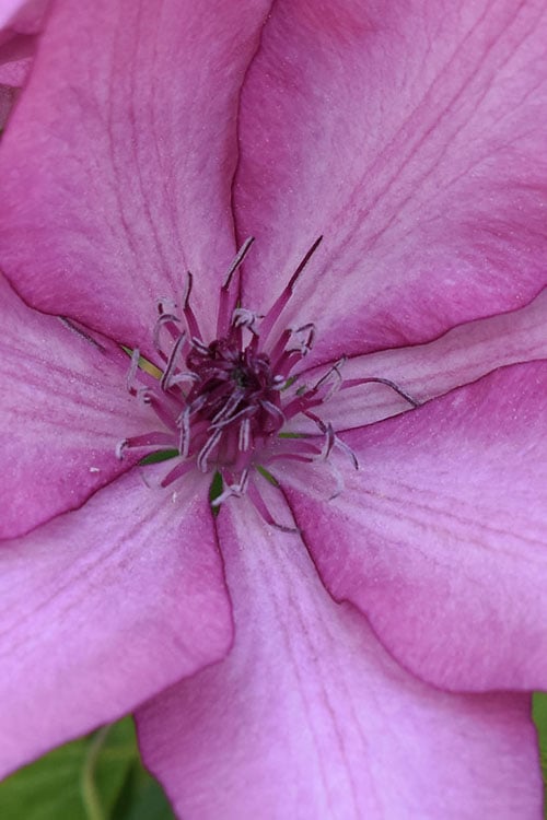  Giselle Clematis - 1 Gallon Pot