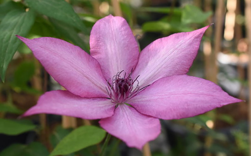  Giselle Clematis - 1 Gallon Pot