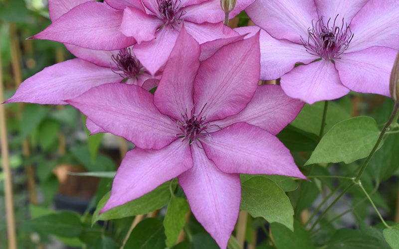  Giselle Clematis - 1 Gallon Pot