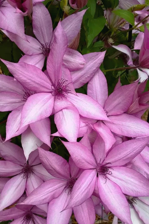  Giselle Clematis - 1 Gallon Pot