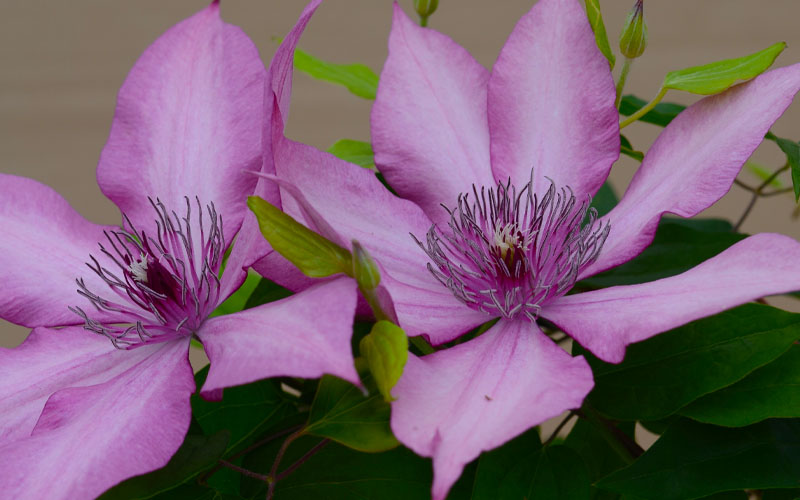  Giselle Clematis - 1 Gallon Pot