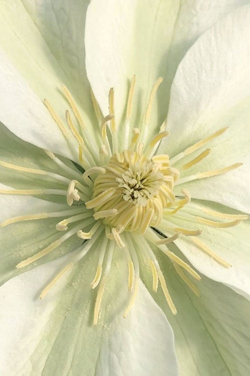  Guernsey Cream Clematis - 1 Gallon Pot