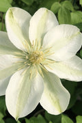  Guernsey Cream Clematis - 1 Gallon Pot