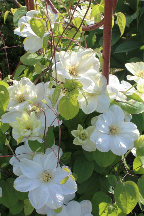  Guernsey Cream Clematis - 1 Gallon Pot