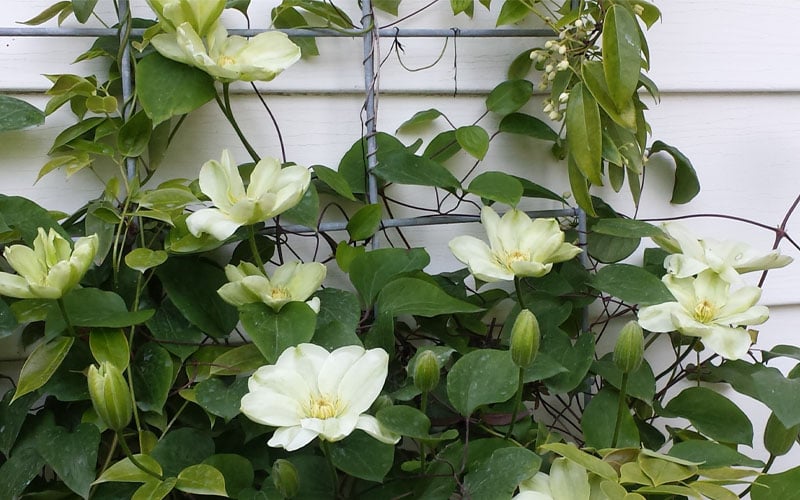  Guernsey Cream Clematis - 1 Gallon Pot