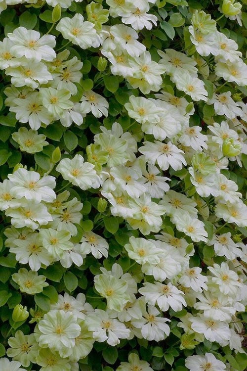  Guernsey Cream Clematis - 1 Gallon Pot