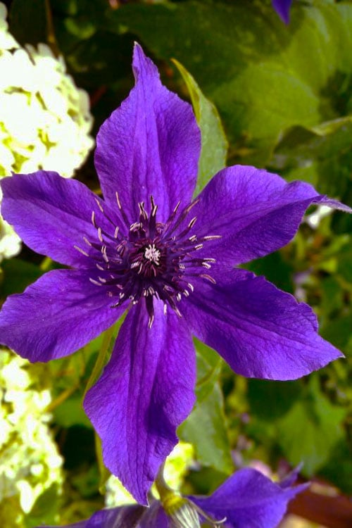 Guiding Promise Clematis - 1 Gallon Pot 