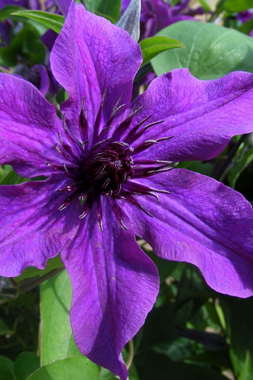  Guiding Promise Clematis - 1 Gallon Pot 
