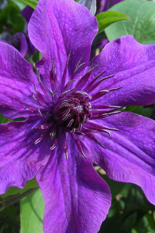  Guiding Promise Clematis - 1 Gallon Pot