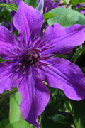  Guiding Promise Clematis - 1 Gallon Pot