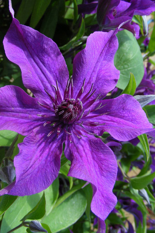  Guiding Promise Clematis - 1 Gallon Pot